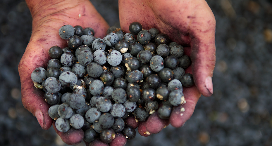 There is more to Acai than just Acai bowls...